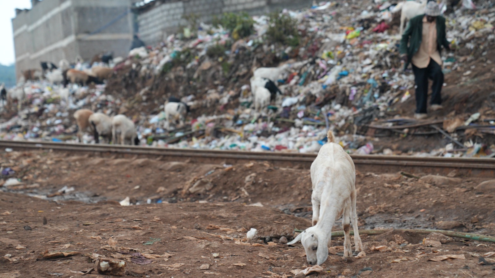 A goat grazing beside the railway line in Kibera, a slope of dumped waste behind it and a man walking across it.